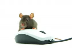 A rat, a mouse